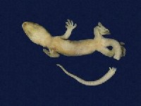 鉛山壁虎藏品圖，第6張